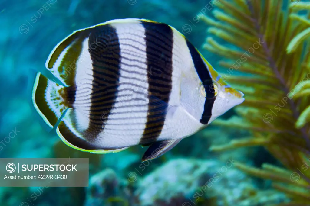 A Banded Butterflyfish (Chaetodon striatus) swims by sea ferns and coral reef in the Atlantic Ocean off the coast of Key Largo, Florida.