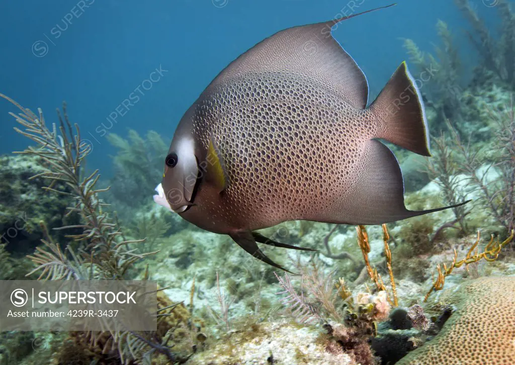 A Gray Angelfish (Pomacanthus arcuatus) swims by diamond and fire corals in the shallow waters of the Atlantic Ocean off the coast of Key Largo, Florida.