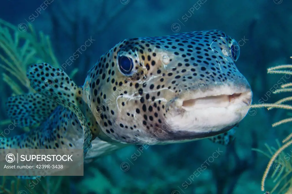 A large spotted pufferfish swims in for a closer look at the photogrpher's camera off the coast of Key Largo, Florida.