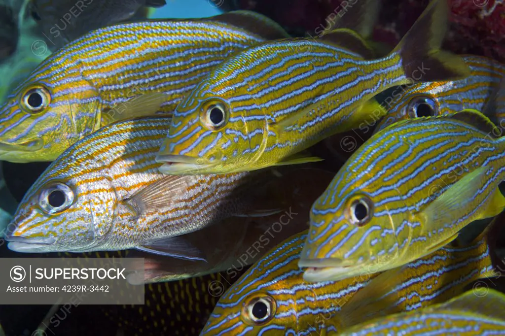 A school of Blue Striped and White Grunts congregating under a coral reef ledge in the shallow Atlantic Ocean waters off the coast of Key Largo, Florida.