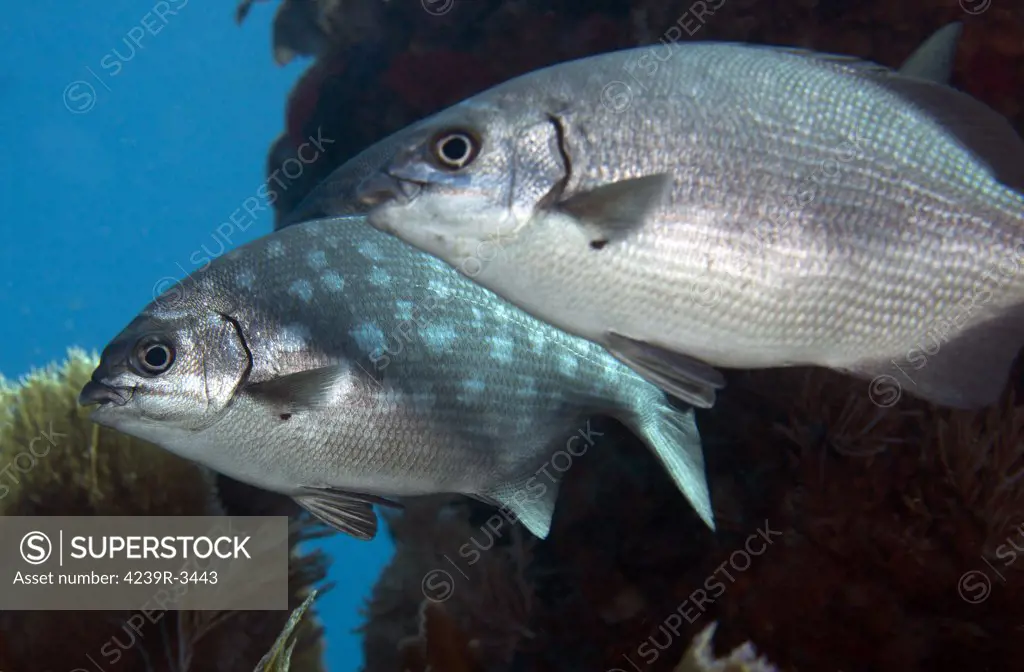 A pair of Bermuda Sea Chubs (Kyphosus sectatrix), swimming out from under a coral reef ledge in the Atlantic Ocean off the coast of Key Largo, Florida.