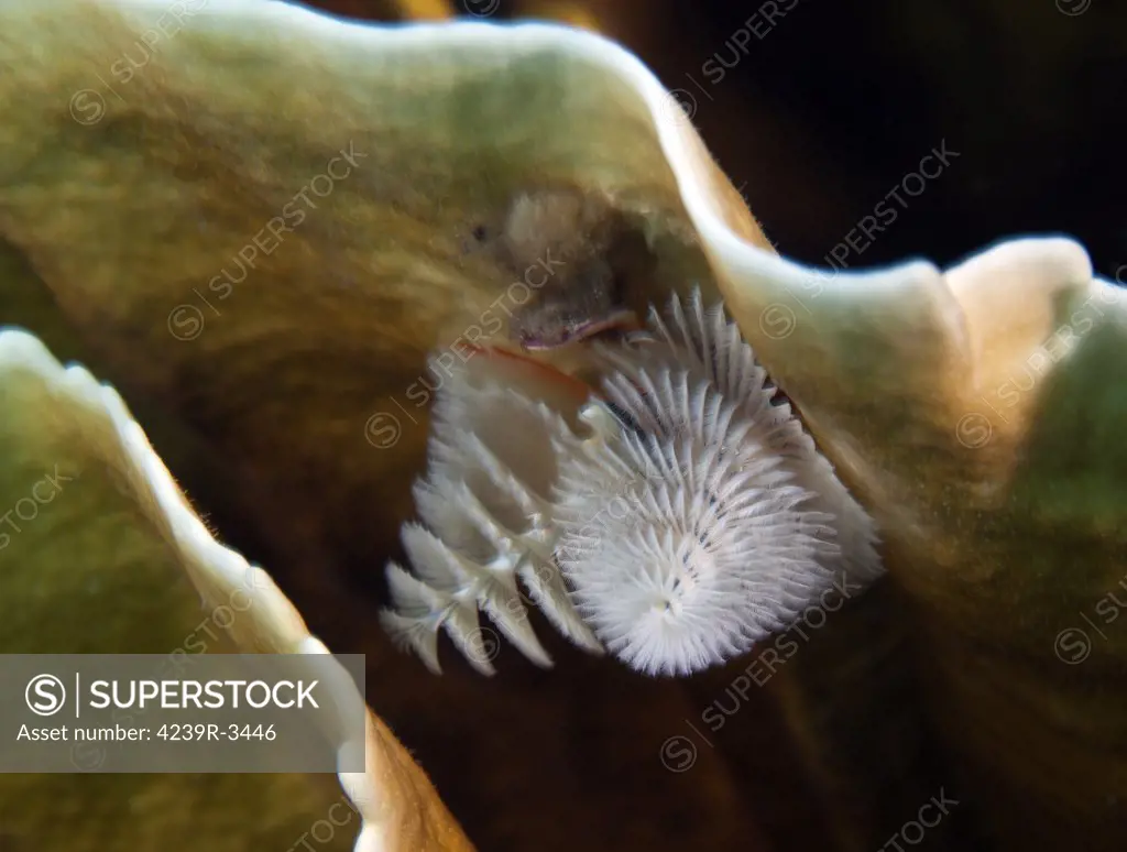 White Christmas Tree Worms (Spirobranchus giganteus) inside plate coral (Turbinaria reniformis) in the Atlantic Ocean off the coast of Key Largo, Florida.