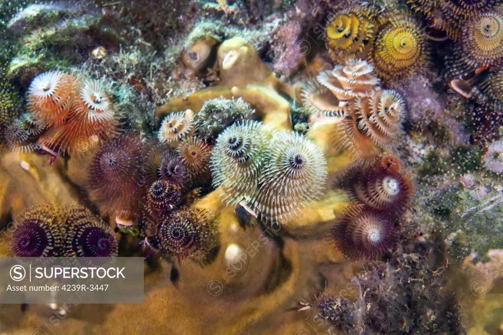 Colorful Christmas Tree Worms (Spirobranchus grandis) expose their gills to filter the water flowing by in the Atlantic Ocean off the coast of Key Largo, Florida.