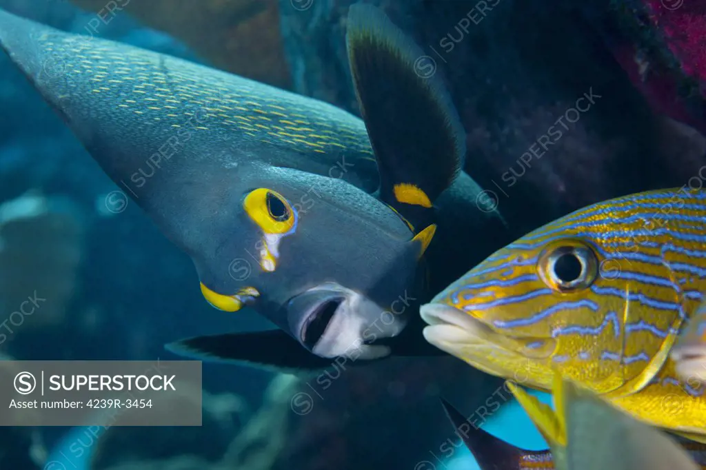 A French Angelfish (Pomacanthus paru) swims up close to a Blue Striped Grunt (Haemulon sciurus) under a coral reef ledge in the Atlantic Ocean off the coast of Key Largo, Florida.