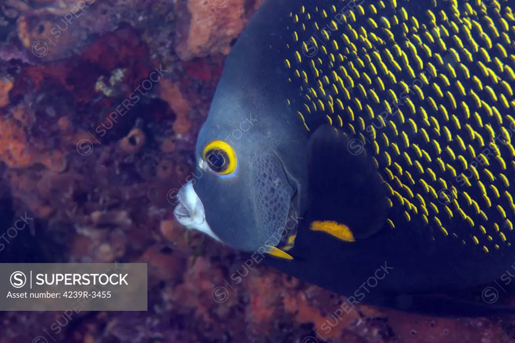 Close-up view of a French Angelfish (Pomacanthus paru) searching for food on a coral reef in the Atlantic Ocean off the coast of Key Largo, Florida.