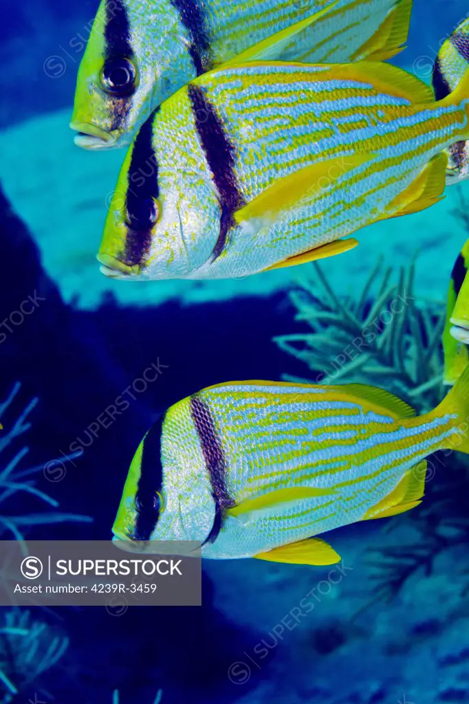 A trio of Porkfish (Anisotremus virginicus) swimming into the current in the Atlantic Ocean off the coast of Key Largo, Florida.