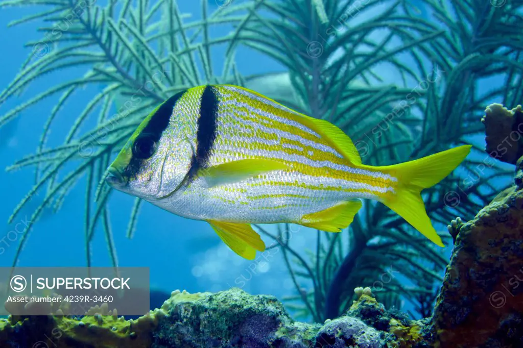 A Porkfish (Anisotremus virginicus) swims by sea plumes out from under a coral reef ledge in the Atlantic Ocean off the coast of Key Largo, Florida.