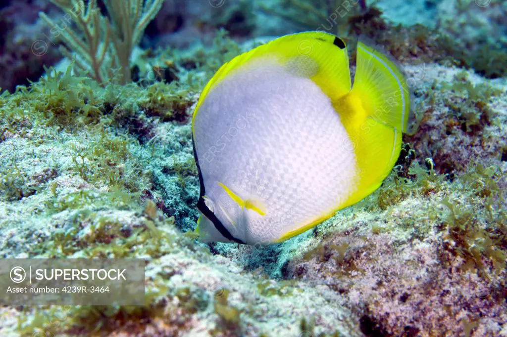 A Spotfin Butterflyfish (Chaetodon ocellatus) feeding off the coral reef in the Atlantic Ocean off the coast of Key Largo, Florida.