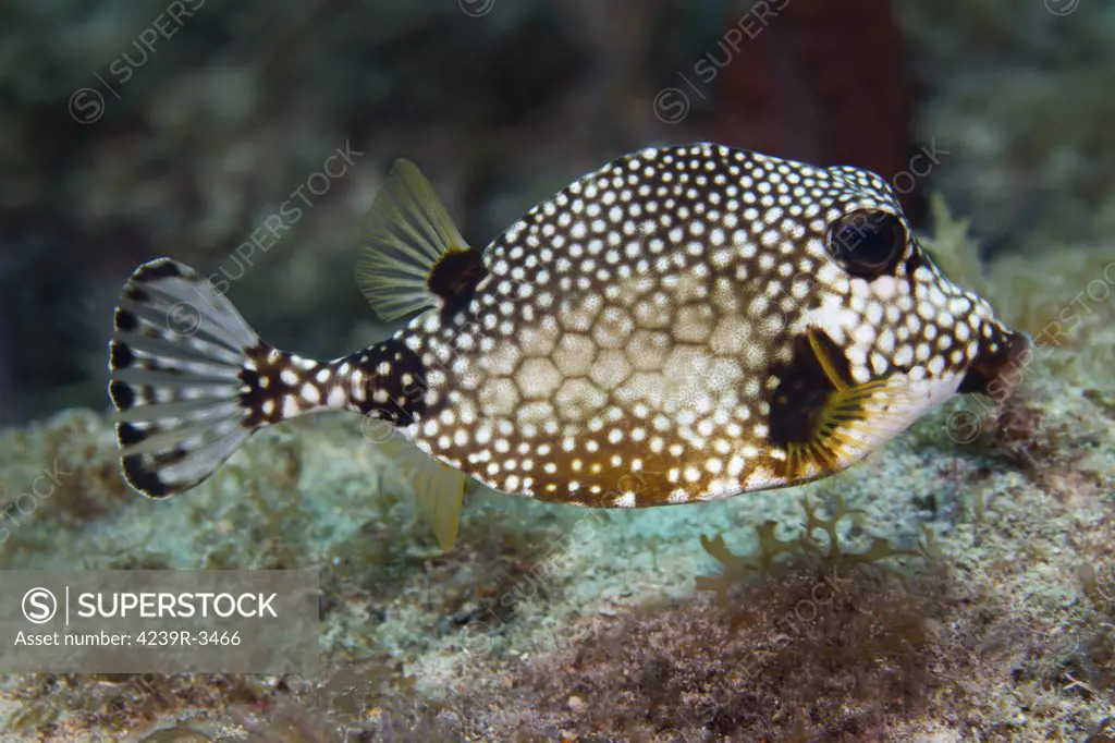 A Spotted Trunkfish (Lactophrys bilcaudalis) swims over an algae covered coral reef in the Atlantic Ocean off the coast of Key Largo, Florida.