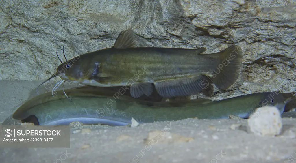 A large Brown Bullhead catfish (Ameiurus nebulosus) boldly swims over the top of an even larger American Eel (Anguilla rostrata) along the bottom edge of the cavern wall about 80 feet deep in the freshwater of Morrison Springs state park near Red Bay, Florida.