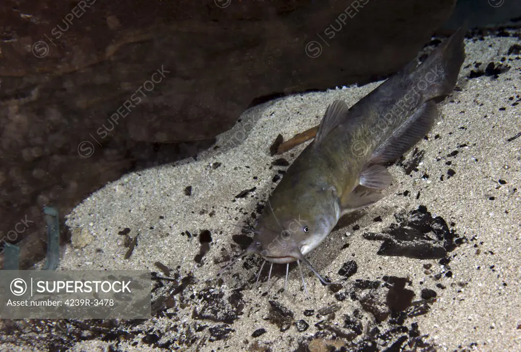 A Brown Bullhead catfish (Ameiurus nebulosus) swims around a rock at the bottom of the Morrison Springs cavern floor about 80 feet deep in the waters at the state park near Red Bay, Florida.