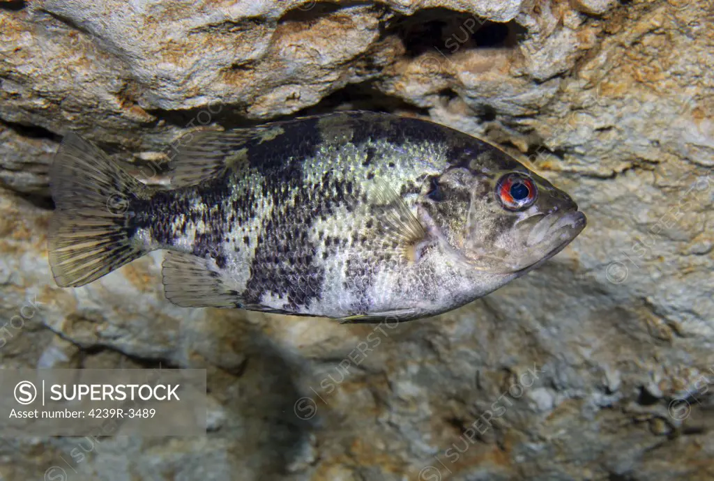 A Shadow Bass (Ambloplites ariommus) hovers motionless at the top of the Morrison Springs cavern where air pockets collect in the cavern ceiling indentations.