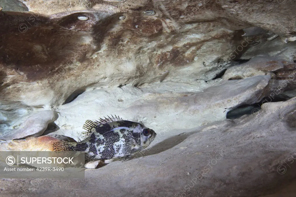 Shadow bass (Ambloplites ariommus) perched on a rock ledge about 90 feet deep just below the Vortex Spring cave ceiling where air bubbles have surfaced. Shadow Bass is a member of the Centrarchids family or sunfish family and is closely related to the rock bass.