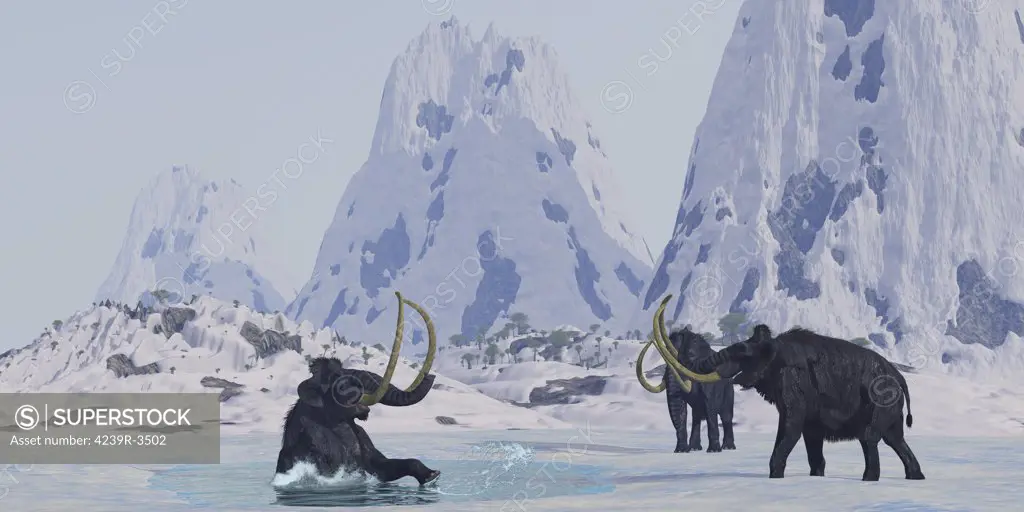 A bull from a Woolly Mammoth herd struggles for survival after he falls through the ice on a frozen lake.