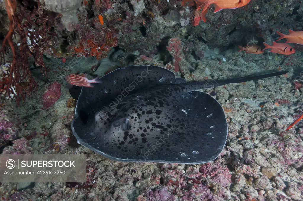 Black and grey spotted marble sand ray, Ari and Male Atoll, Maldives.