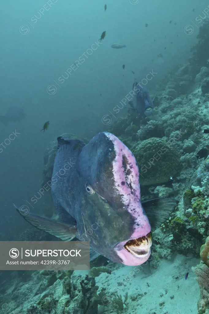 Bumphead parrotfish, Sabah, Malaysia.