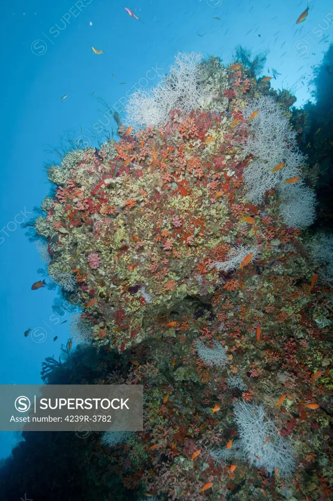Colourful reef with hard and soft coral and orange anthias fish and small white sea fans, Ari and Male Atoll, Maldives.