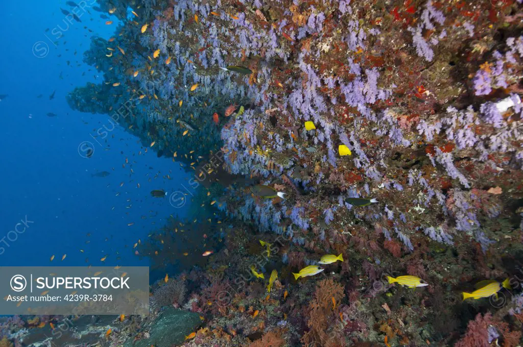 Colourful reef with purple and red hard and soft coral and orange anthias and blue-lined yellow snapper fish, Ari and Male Atoll, Maldives.