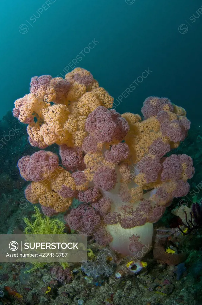 Dendronephthya orange and pink soft coral, Komodo, Indonesia.
