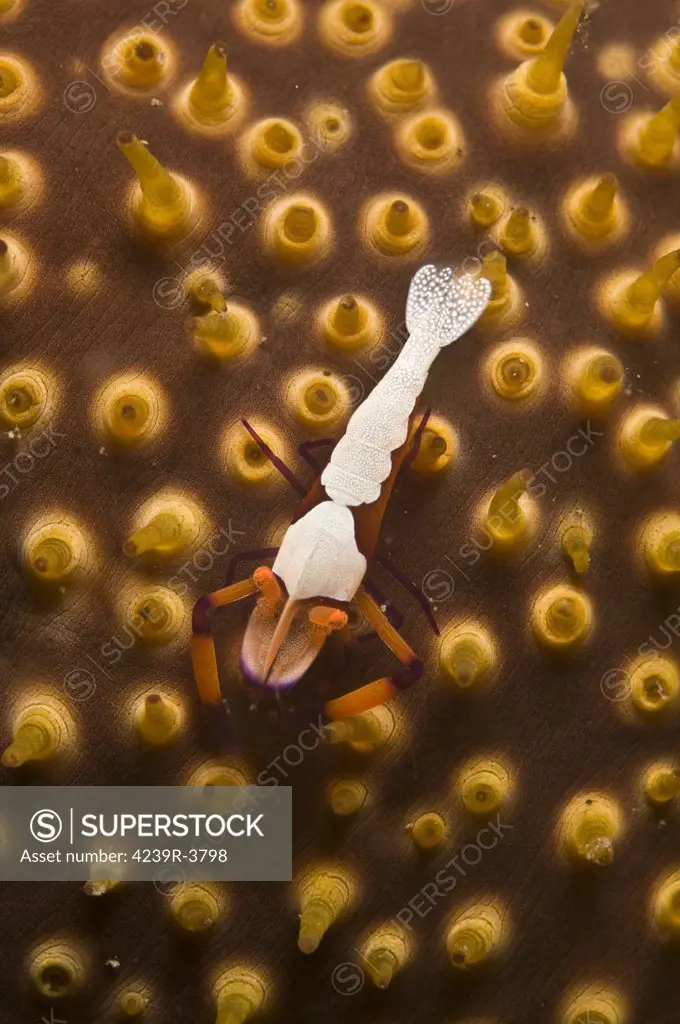 Emperor shrimp on orange sea cucumber, Lembeh Strait, Bitung, North Sulawesi, Indonesia.