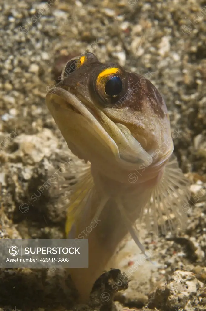 Gold-speck jawfish pouting, Lembeh Strait, Bitung, North Sulawesi, Indonesia.