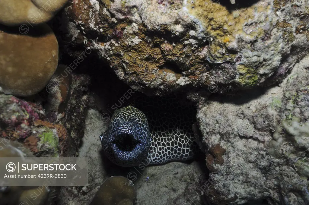Leopard moray eel with mouth open in a hole, Christmas Island, Australia.
