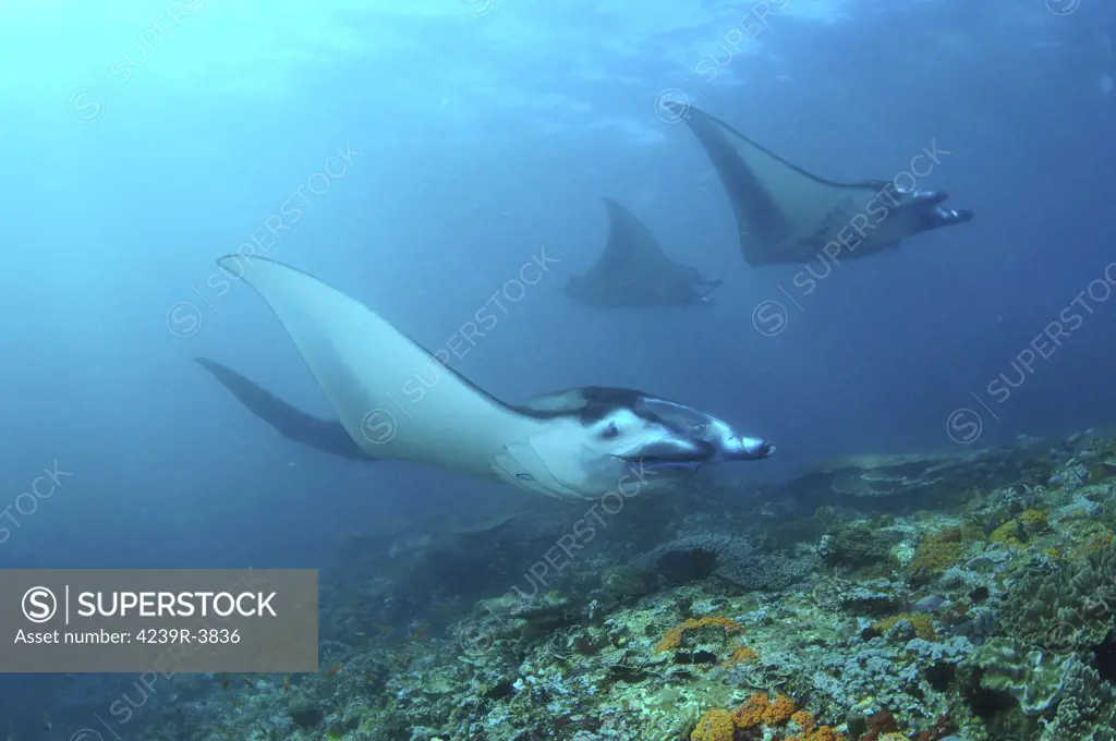 Manta Rays, Komodo, Indonesia.