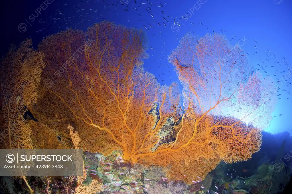 Orange gorgonian sea fan, Christmas Island, Australia.