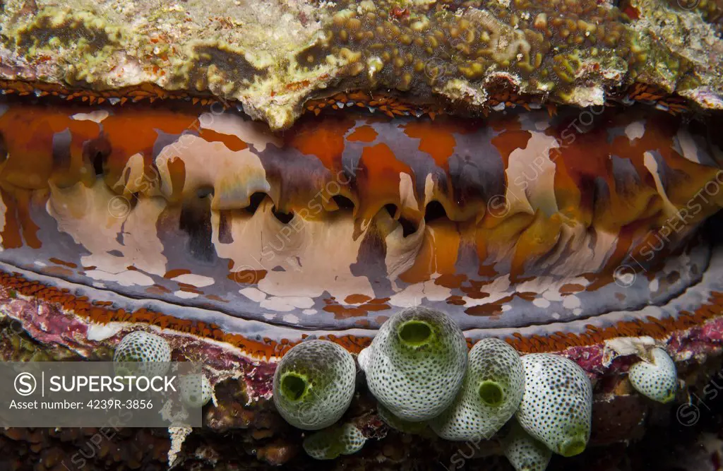 Red and white clam with green tunicates, Ari and Male Atoll, Maldives.