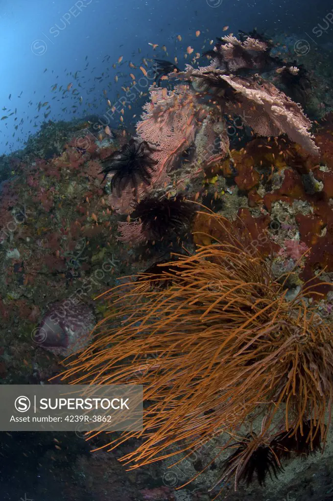 Reef scene with corals and fish, Puerto Galera, Negros Oriental, Philippines.