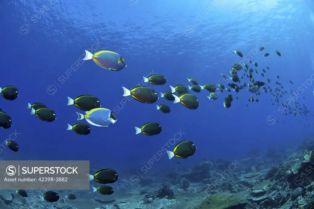 School of black, white, yellow and blue surgeonfish stretching in the distance, Christmas Island, Australia.