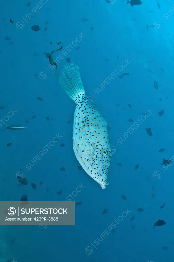 Scribbled filefish (Aluterus scriptus), Ari and Male Atoll, Maldives.