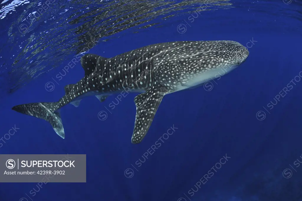 Whale shark near surface with sun rays, Christmas Island, Australia.