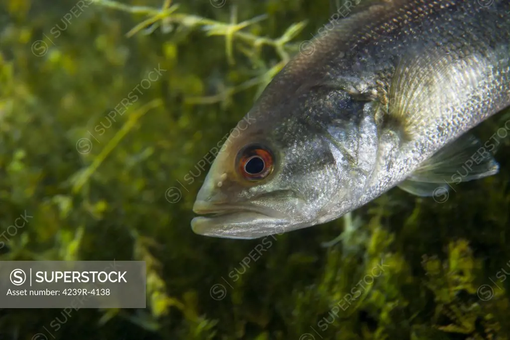 A close-up view of an adolescent Florida Largemouth Bass (Micropterus salmoides) hanging out in the nearshore shallow fresh waters of Morrison Springs river near Ponce De Leon, Florida.