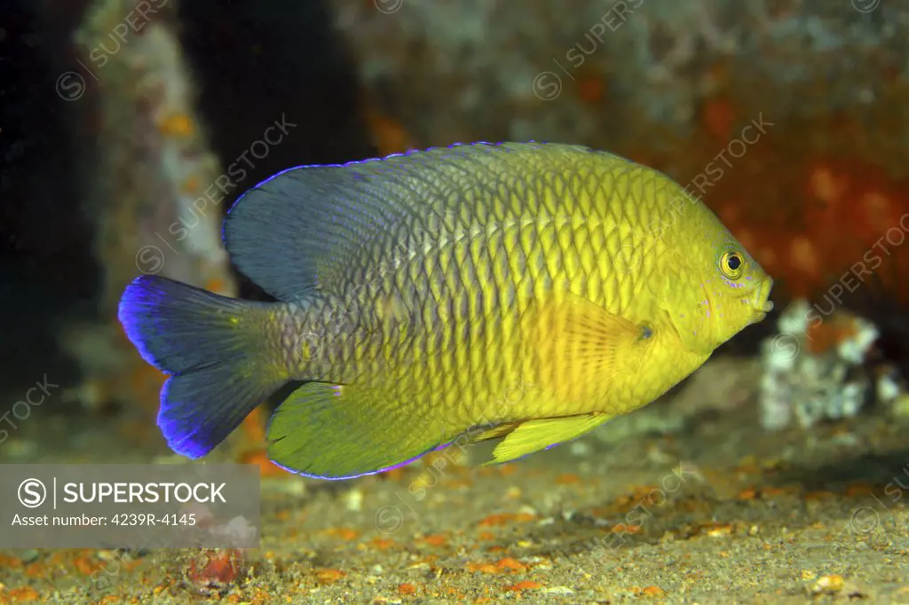 A Dusky Damselfish (Stegastes fuscus) swimming over the deck of the bridge Span 2 artificial reef at about 100 feet of gulf waters offshore from Panama City, Florida.