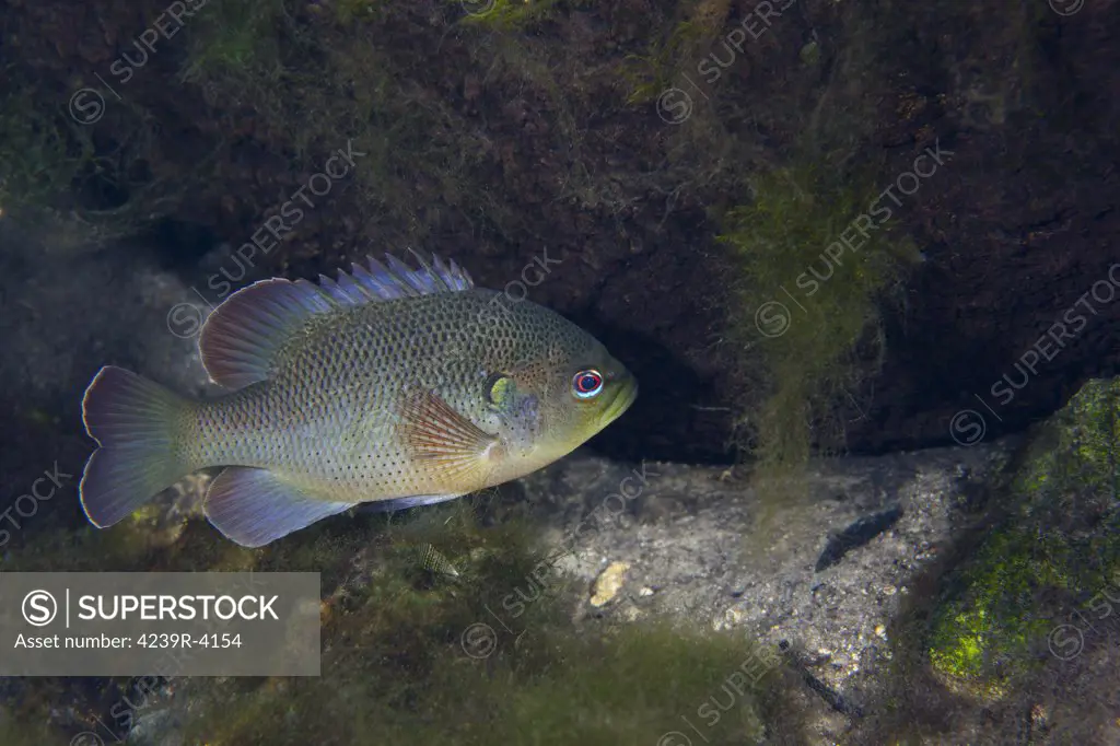 A Green Sunfish (Lepomis cyanellus) swimming along the rocky bottom near the opening of the Fanning Springs cave, a state park in Fanning Springs, Florida, located along the Suwannee River wilderness trail.