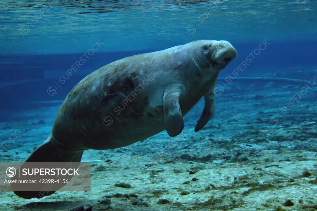 A West Indian Manatee surfacing in the shallow clear freshwaters of Fanning Springs, a state park in northeast Florida.