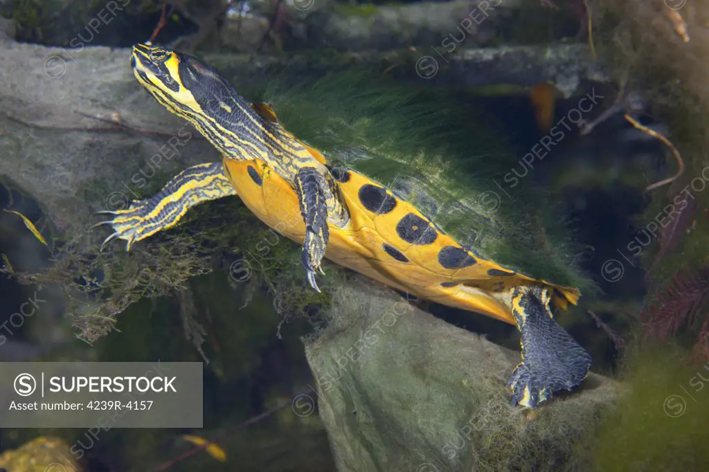 A Map Turtle (Graptemys geographica) with moss growing on it's shell hides among the rocks and water plants in the shallow water along the bank of the Fanning Springs state park that borders the Suwannee River in Northeast Florida.