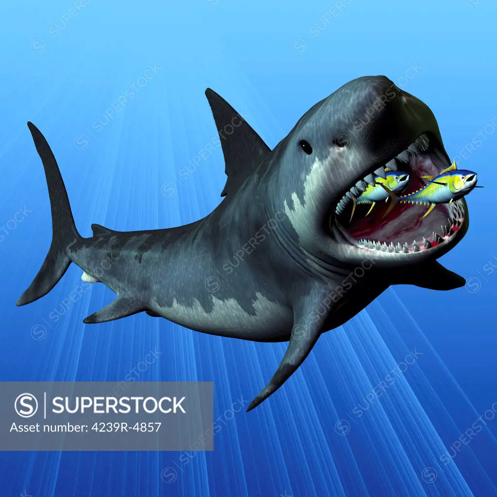 The Megalodon was the most powerful predator in the seas of the Cenozoic Era of Earth's history. Here he devours two swift swimming tuna in one large gulp. This shark was 16 metres or 52 feet long and its teeth remain in fossil beds.