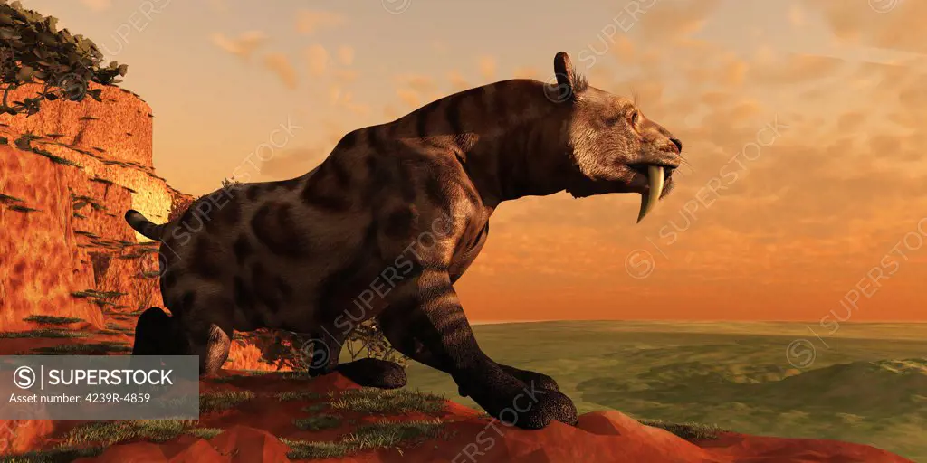 A Smilodon Cat from prehistoric times is on the prowl for his next prey.