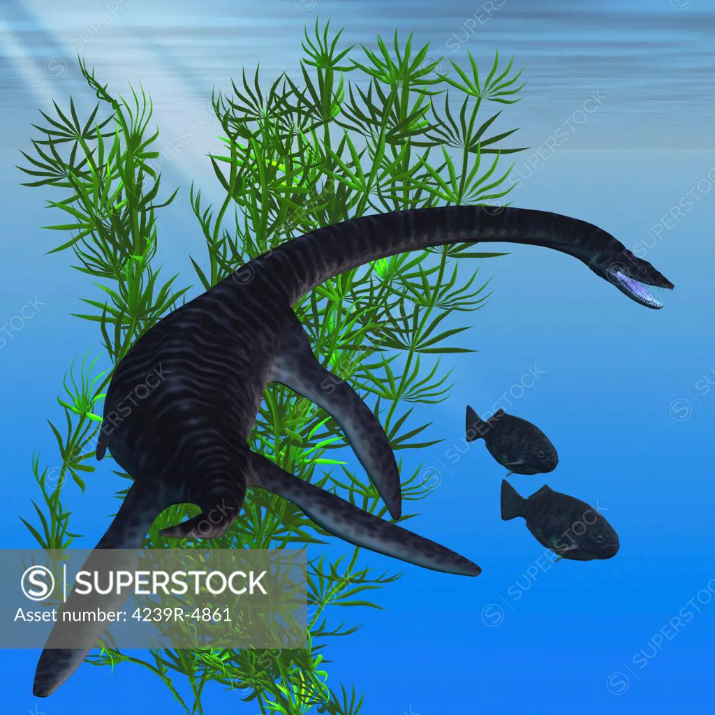 A Plesiosaurus dinosaur turns to go after two Dapedius fish from the Jurassic Era.