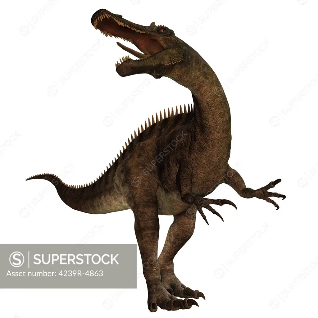 Suchomimus was a large Spinosaurid dinosaur with a crocodile-like set of jaws. It lived 110 to 120 million years ago in the Cretaceous period in Africa, when it was a lush swampy habitat.
