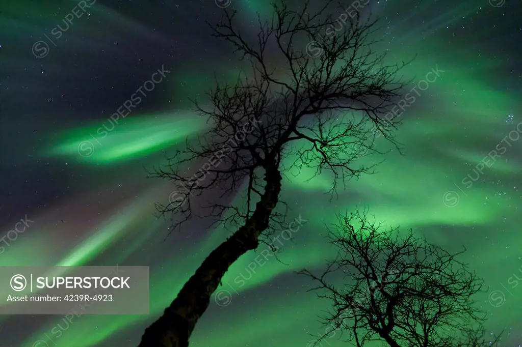 Northern Lights in the arctic wilderness, Nordland, Norway.