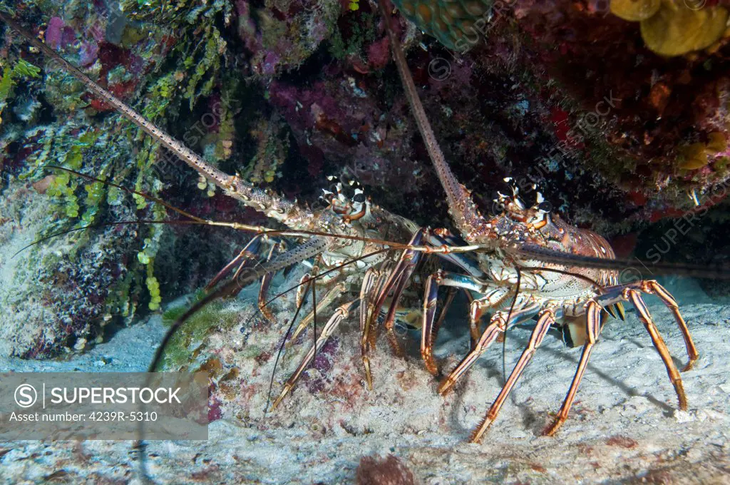 Pair of Spiny Caribbean lobsters under overhang.
