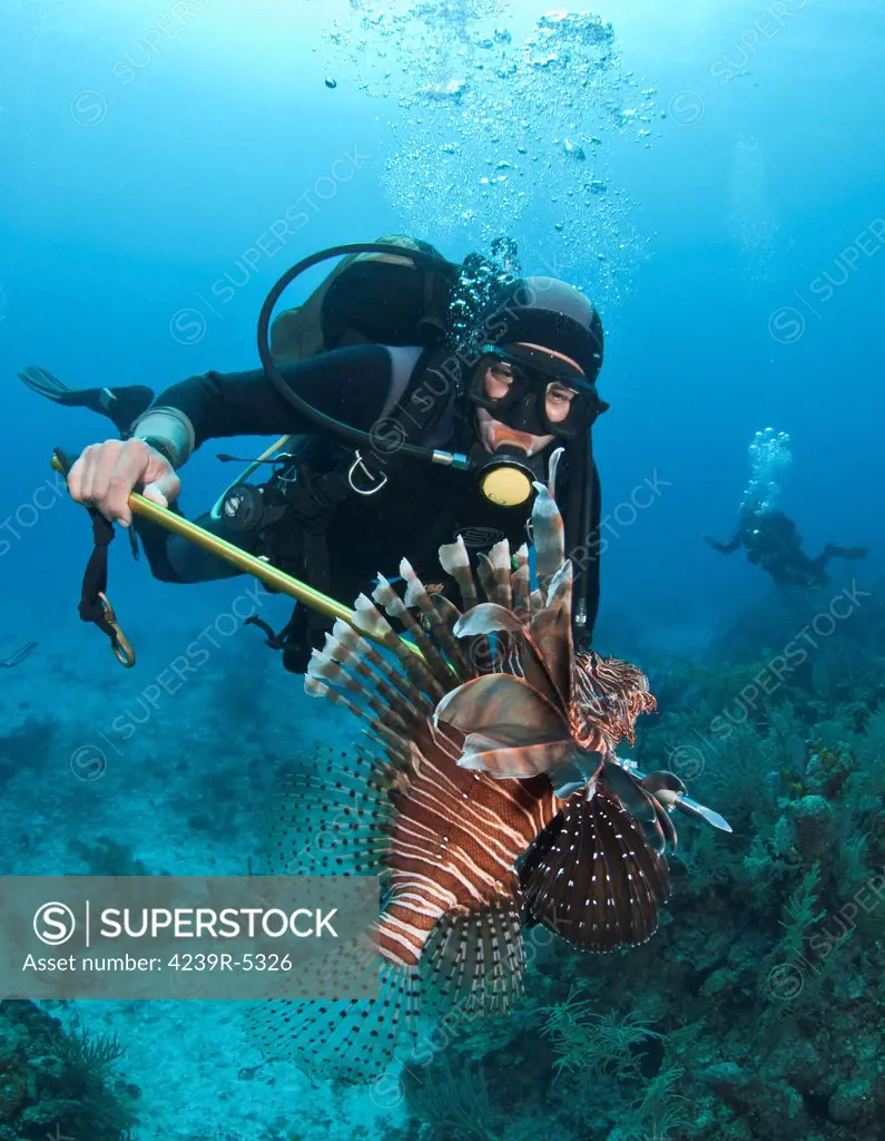 Diver spears an invasive Indo-Pacific Lionfish in the Caribbean Sea.
