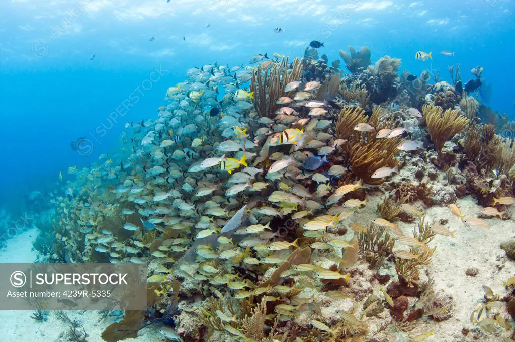 Schools of Grunts, Snappers, Tangs, and Porkfish hang tight against a Caribbean reef.