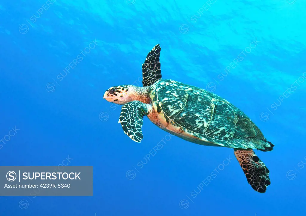 Hawksbill Turtle swimming in midwater in Caribbean Sea, Mexico.