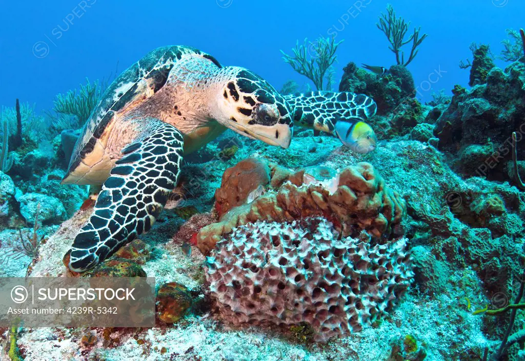 Hawksbill Turtle feeding on sponge in Caribbean Sea, Mexico.