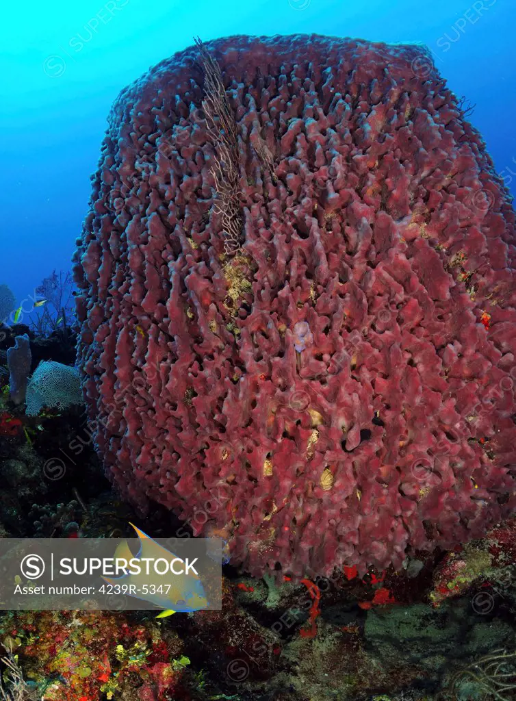 A large barrel sponge with Queen Angelfish on Caribbean reef.