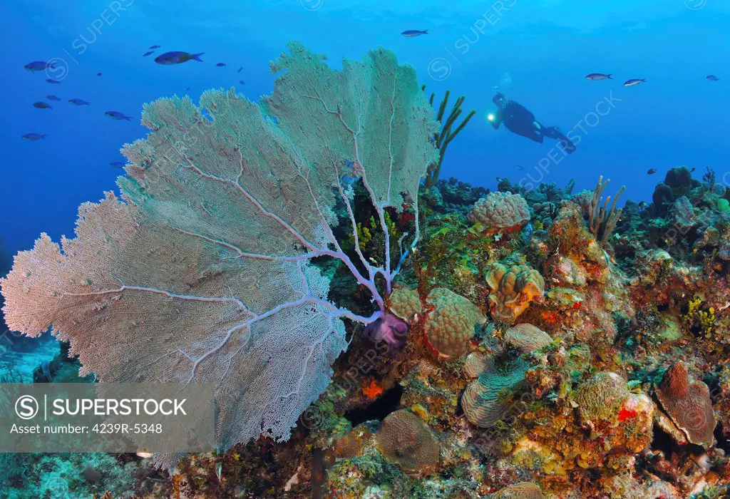 A large purple sea fan with diver in background on Caribbean reef.